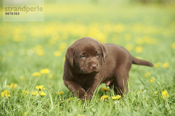 Labrador Welpe  Oberpfalz  Bayern  Deutschland  Europa