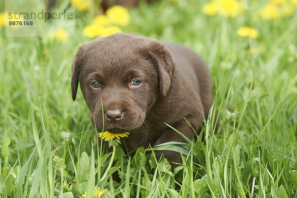 Labrador Welpe  Oberpfalz  Bayern  Deutschland  Europa