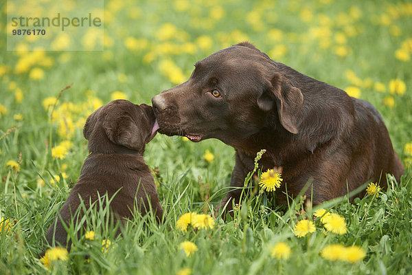 Labrador und Welpe  Oberpfalz  Bayern  Deutschland  Europa