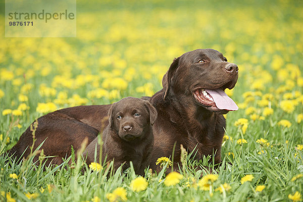 Labrador und Welpe  Oberpfalz  Bayern  Deutschland  Europa