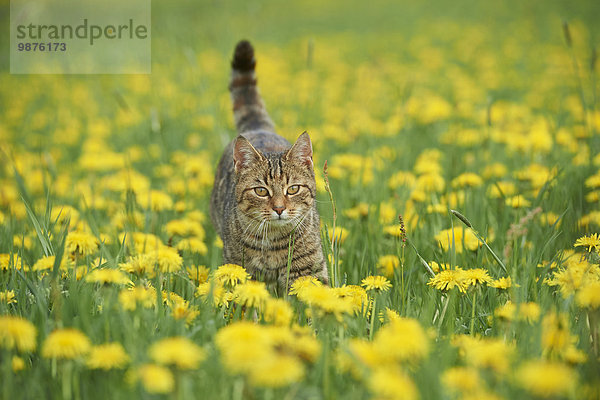 Junge Katze auf einer Wiese