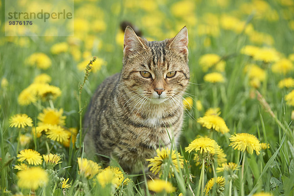 Junge Katze auf einer Wiese