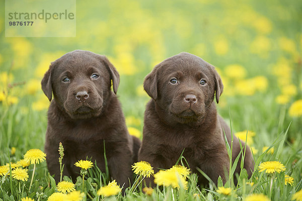 Labrador Welpen  Oberpfalz  Bayern  Deutschland  Europa