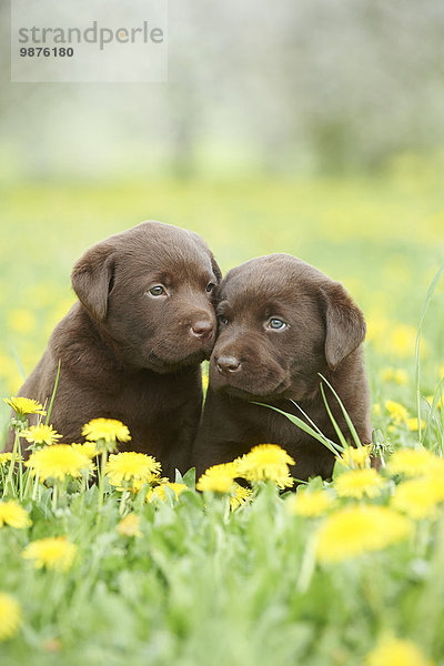 Labrador Welpen  Oberpfalz  Bayern  Deutschland  Europa