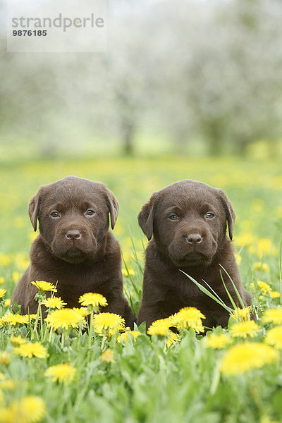 Labrador Welpen  Oberpfalz  Bayern  Deutschland  Europa