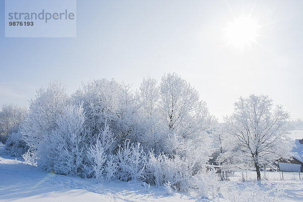 Sträucher und Bäume im Winter  Oberpfalz  Bayern  Deutschland  Europa