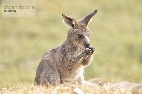 Östliches Graues Riesenkänguru  Macropus giganteus  Bayern  Deutschland  Europa