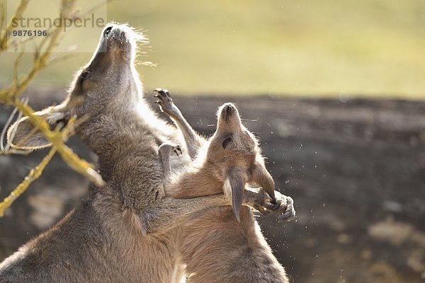 Östliches Graues Riesenkänguru  Macropus giganteus  Bayern  Deutschland  Europa