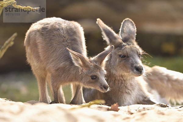 Östliches Graues Riesenkänguru  Macropus giganteus  Bayern  Deutschland  Europa