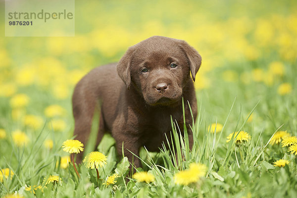 Labrador Welpe  Oberpfalz  Bayern  Deutschland  Europa