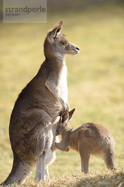 Östliches Graues Riesenkänguru  Macropus giganteus  Bayern  Deutschland  Europa