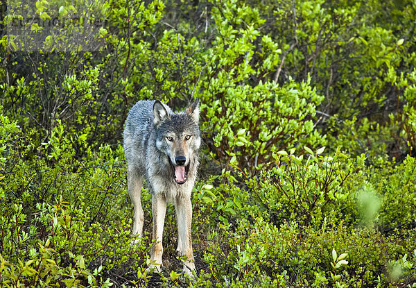 Grauwolf Canis lupus pambasileus zwischen inmitten mitten Sommer grün Close-up Laub
