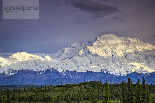 Nationalpark Landschaftlich schön landschaftlich reizvoll Sommer Abend Ansicht Denali Nationalpark Mount McKinley