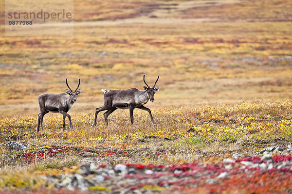 Nationalpark Farbaufnahme Farbe überqueren Herbst vorwärts Karibu James W. Dalton Highway Autobahn Arktis Tundra