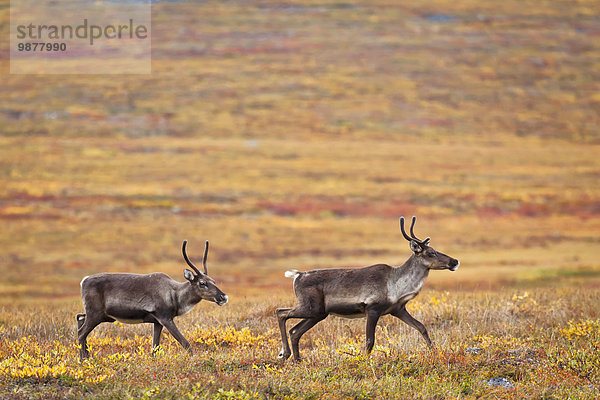 Nationalpark Farbaufnahme Farbe überqueren Herbst vorwärts Karibu James W. Dalton Highway Autobahn Arktis Tundra