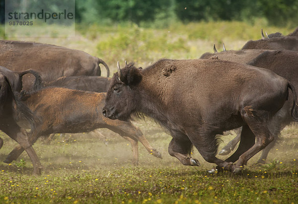nahe offen rennen Herde Herdentier Feld Flussdelta Delta Alaska Bison Gefangenschaft