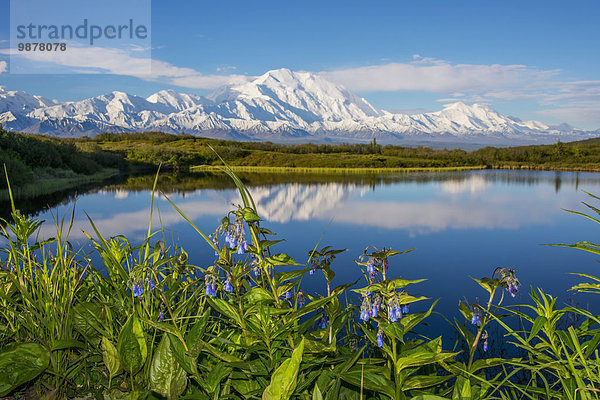 Landschaftlich schön landschaftlich reizvoll Spiegelung Fokus auf den Vordergrund Fokus auf dem Vordergrund Ansicht Mount McKinley Denali Nationalpark Teich