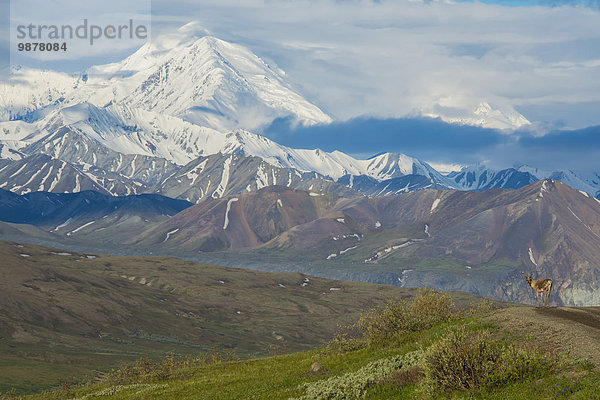 Landschaftlich schön landschaftlich reizvoll Fokus auf den Vordergrund Fokus auf dem Vordergrund Ansicht Karibu Mount McKinley Denali Nationalpark Straßenrand