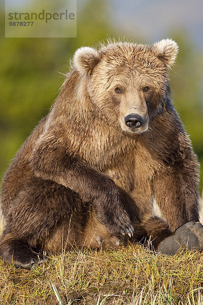 Sau ruhen reifer Erwachsene reife Erwachsene Grizzlybär ursus horibilis Grizzly Sorge Alaska Bucht Katmai Nationalpark