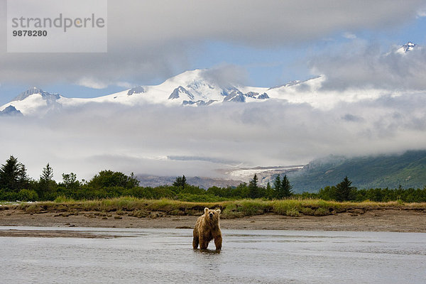 Sau Nationalpark Küste angeln Grizzlybär ursus horibilis Grizzly Katmai National Park and Preserve Alaska Bucht