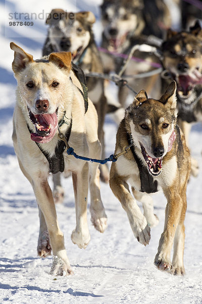 Teamwork Weltmeisterschaft Winter folgen offen Hund Anchorage Schlitten