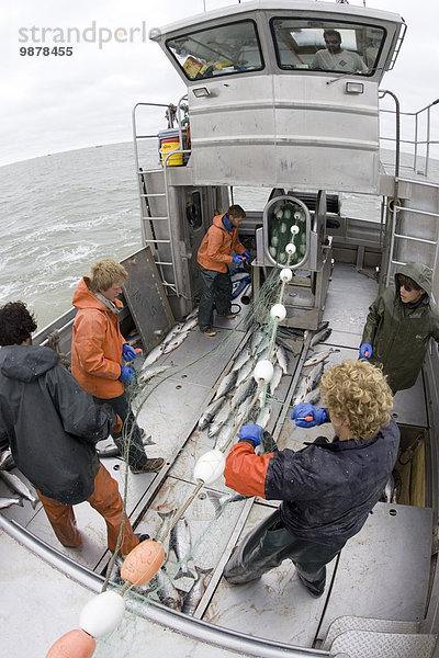 Boot angeln Lachs Rotlachs Oncorhynchus nerka Fischer entwirren Alaska Bucht Bristol