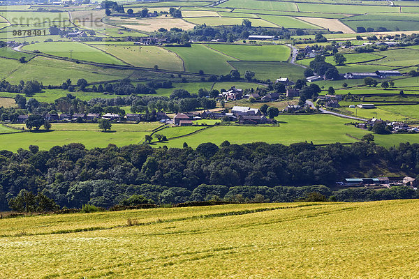gelb grün Feld England North Yorkshire