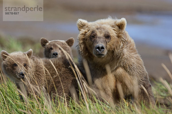 Braunbär Ursus arctos Sau Küste 2 Jungtier Alaska Bucht Katmai Nationalpark