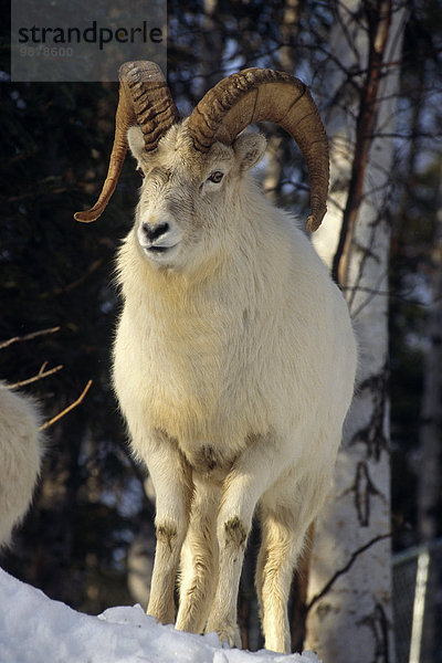 Dallschaf Ovis dalli Winter Schaf Ovis aries Alaska