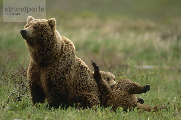 Spiel Fluss Heiligtum McNeil River Grizzlybär ursus horibilis Grizzly Mutter - Mensch junges Raubtier junge Raubtiere