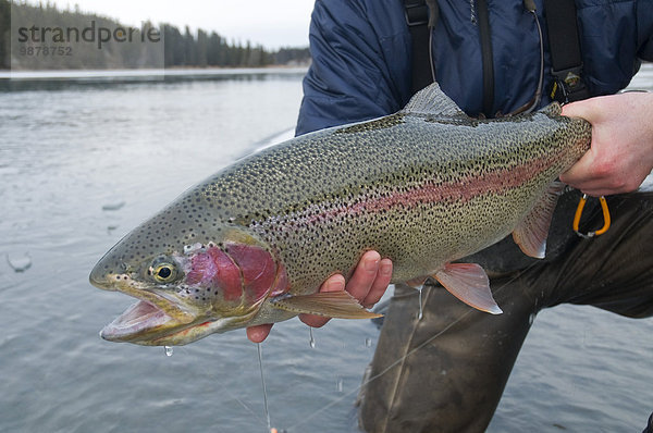 Winter halten Fluss vorwärts Forelle Fliegenfischen Kenai-Fjords-Nationalpark Alaska Regenbogen