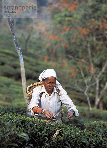 aufheben Indien Tee Westbengalen