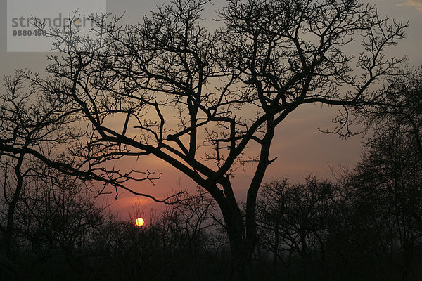 Südliches Afrika Südafrika fahren Spiel Kruger Nationalpark