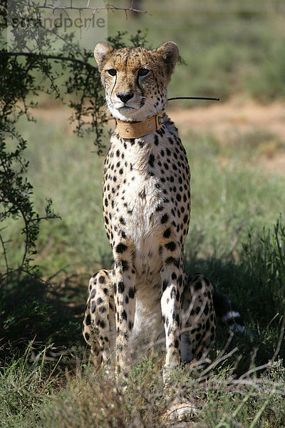 Gepard Acinonyx jubatus Verletzung der Privatsphäre fahren Spiel Reservat