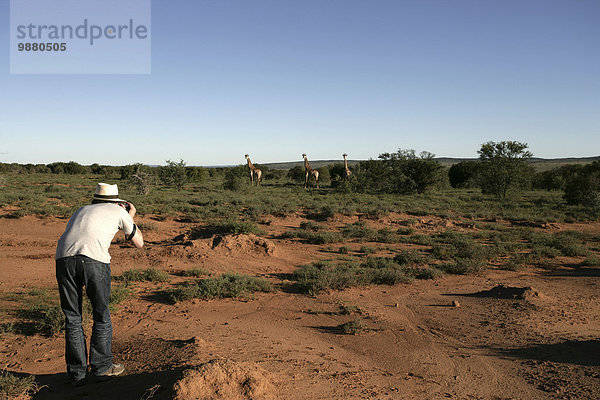 entfernt Fotografie nehmen gehen Verletzung der Privatsphäre Tourist Safari Giraffe Giraffa camelopardalis Reservat