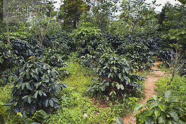 Kaffee Plantage Hochebene Laos