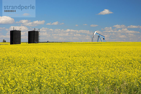 entfernt Kraftstofftank schwarz blühen Feld blau aufbewahren Alberta Kanada Canola voll Öl Pumpe