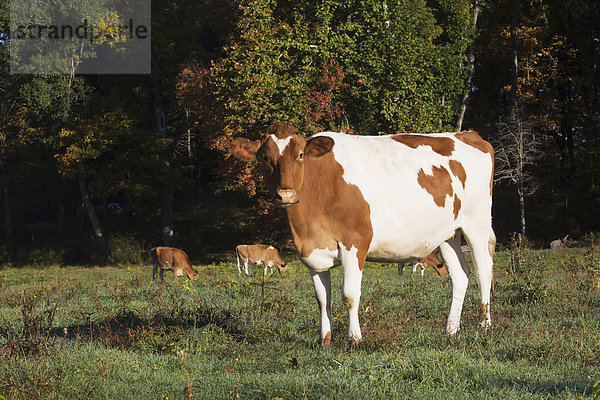Hausrind Hausrinder Kuh Amerika Milchprodukt Herbst Verbindung Guernsey Connecticut