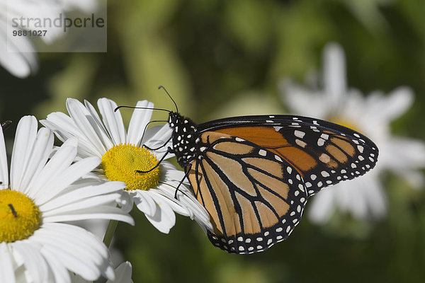 Gänseblümchen Bellis perennis Amerika Monarchie Herbst Schmetterling Verbindung Connecticut Madison