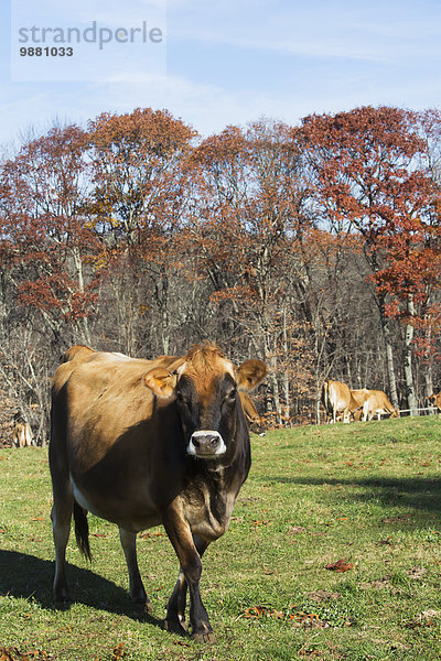 Hausrind Hausrinder Kuh Amerika Herbst Wiese Verbindung Connecticut