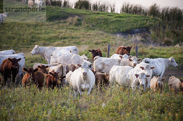 Amerika Feld Rind Verbindung grasen North Dakota