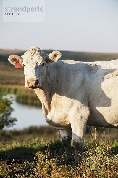 Hausrind Hausrinder Kuh Amerika Agrarland weiß Hintergrund Verbindung North Dakota Teich