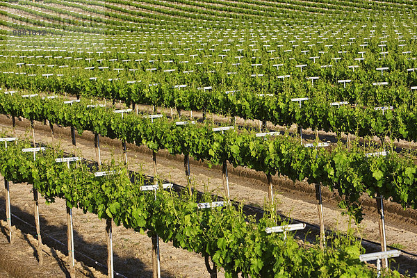 Vereinigte Staaten von Amerika USA Maskat Hauptstadt nahe zeigen rollen Wein spät Landwirtschaft Wachstum Weintraube Kalifornien Laub Weinberg