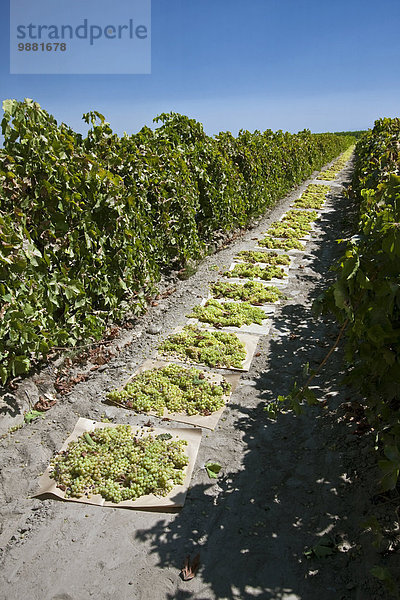 Vereinigte Staaten von Amerika USA nahe sehen Papier trocknen Landwirtschaft ernten Weintraube Rosine liegend liegen liegt liegendes liegender liegende daliegen Kalifornien