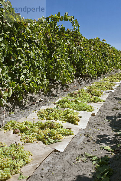 Vereinigte Staaten von Amerika USA nahe Papier trocknen Landwirtschaft ernten Weintraube Rosine liegend liegen liegt liegendes liegender liegende daliegen Kalifornien