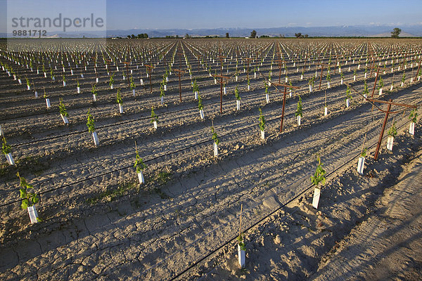 Kälte über Wind Landwirtschaft Wachstum Pflanze gerade Weintraube Temperatur jung beschädigt Unterstützung aufrecht Draufsicht Schutz Tisch Bewässerung anpflanzen Spalier Reben Weinberg
