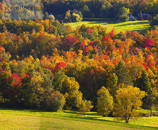 Farbaufnahme Farbe Baum grün Überfluss Herbst Gras Quebec