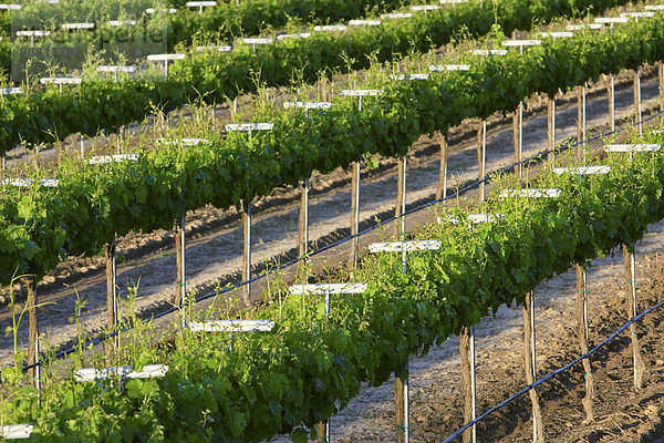Vereinigte Staaten von Amerika USA Maskat Hauptstadt nahe zeigen Wein spät Landwirtschaft Wachstum Weintraube Kalifornien Laub Weinberg