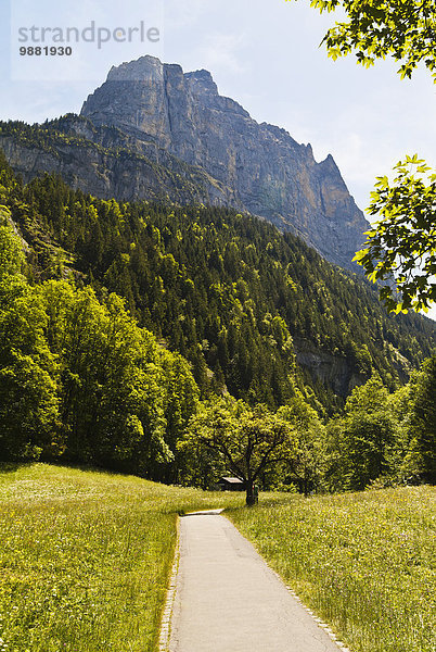 Baum Weg Überfluss Alpen Gras Berner Oberland schweizerisch
