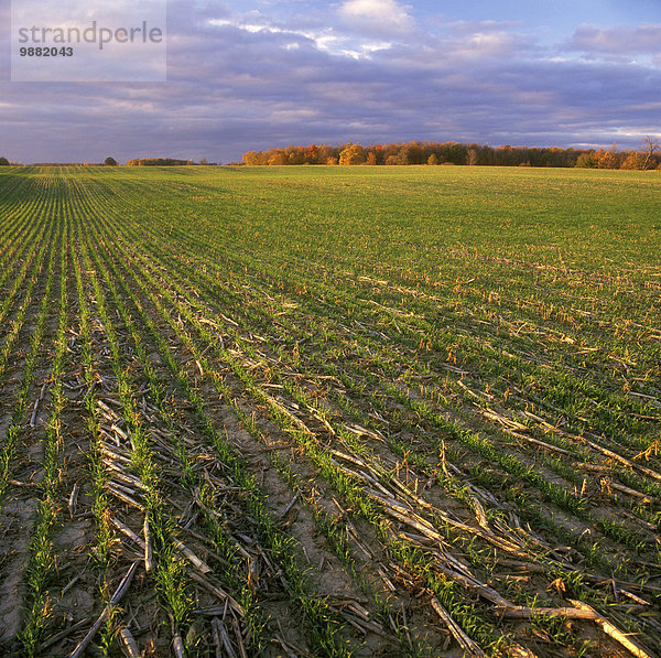 Mais Zuckermais Kukuruz Getreide Beleuchtung Licht spät Landwirtschaft Wachstum Feld früh Weizen Stoppelfeld Nachmittag Kanada Ontario